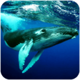 座头鲸模拟器安卓版 V1.0.2